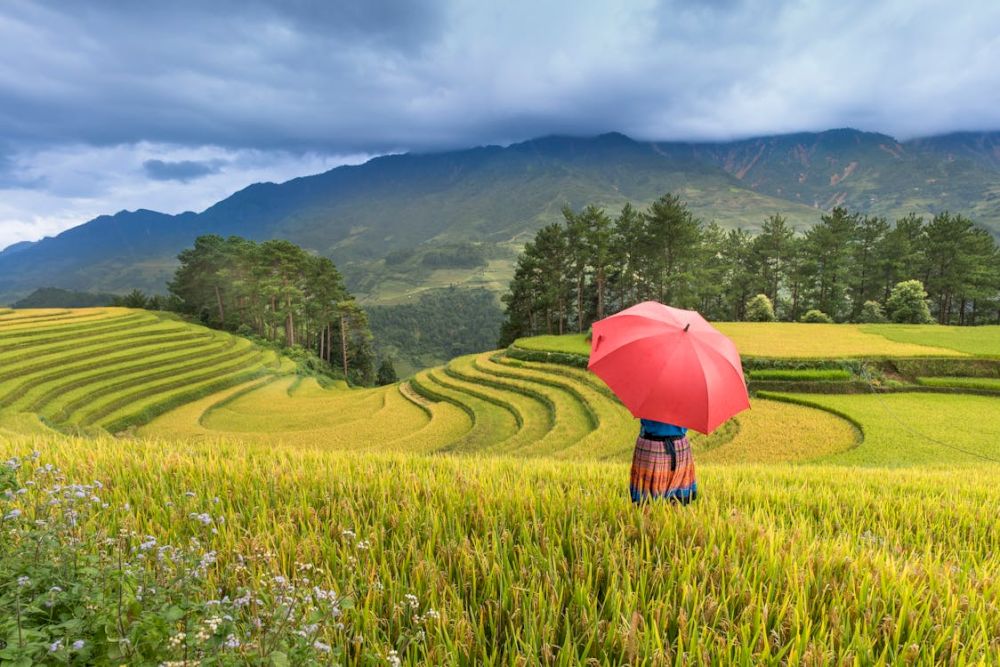 The rice terraces of Northern Vietnam create stunning stepped landscapes that reflect generations of agricultural ingenuity (Source: Pexels)